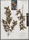 Foto von Salix waldsteiniana Willd.